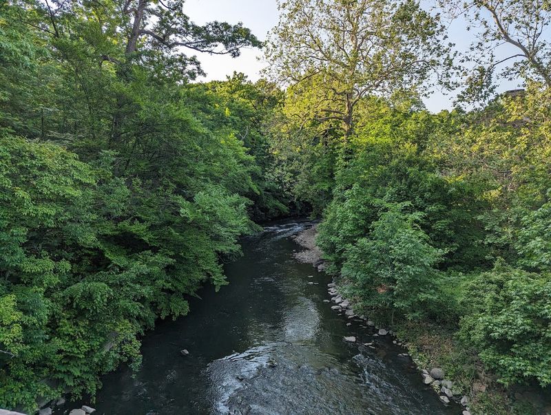 Why This Forest Feels Unlike Anywhere Else In New York
