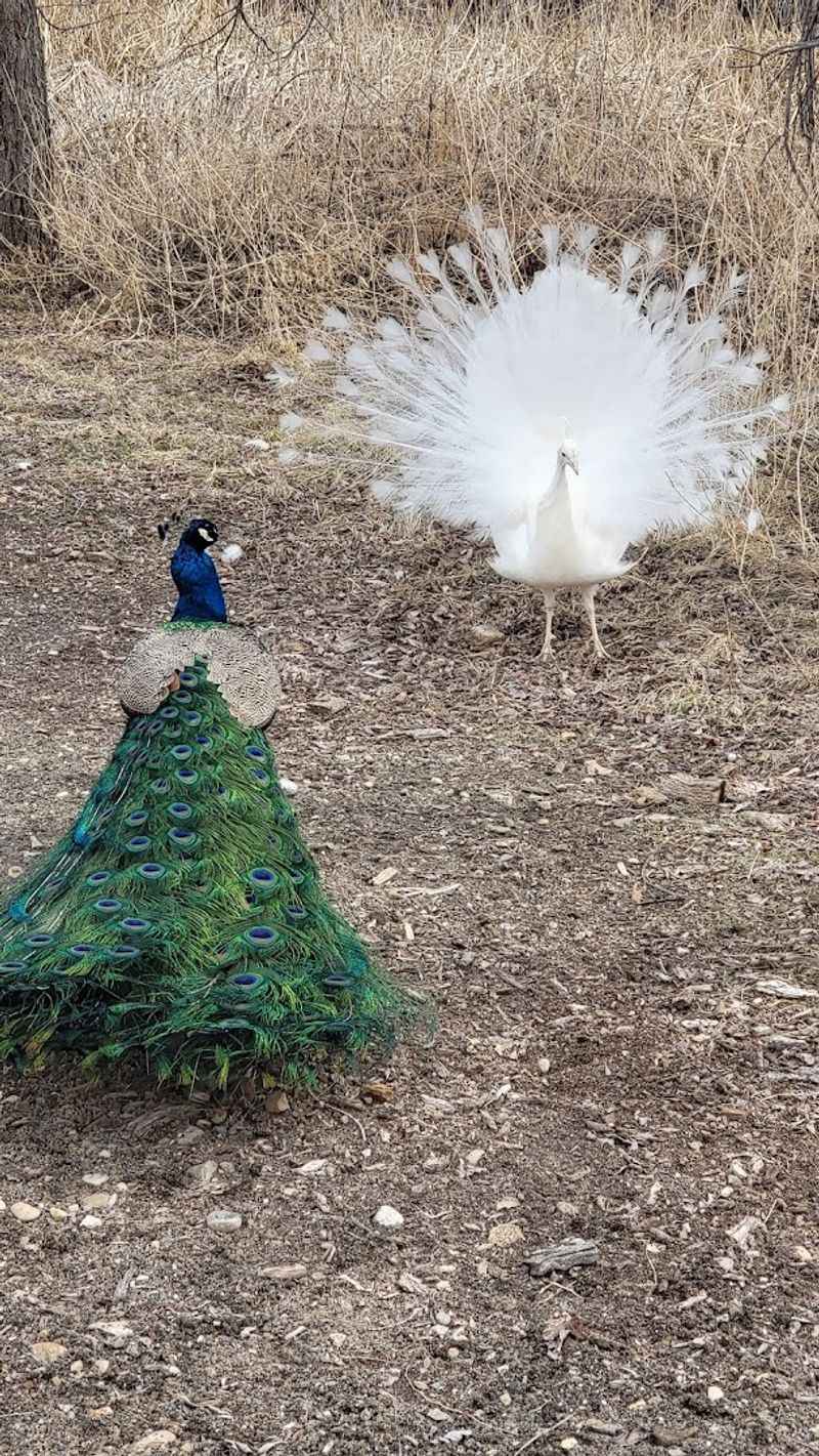 Peacocks Roaming Free Everywhere