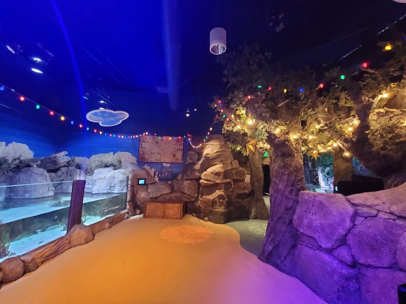 Step Inside North Carolina's Only Underwater Tunnel For A Memorable Aquarium Adventure - Decor Hint Jellyfish Add A Glowing Little Detour