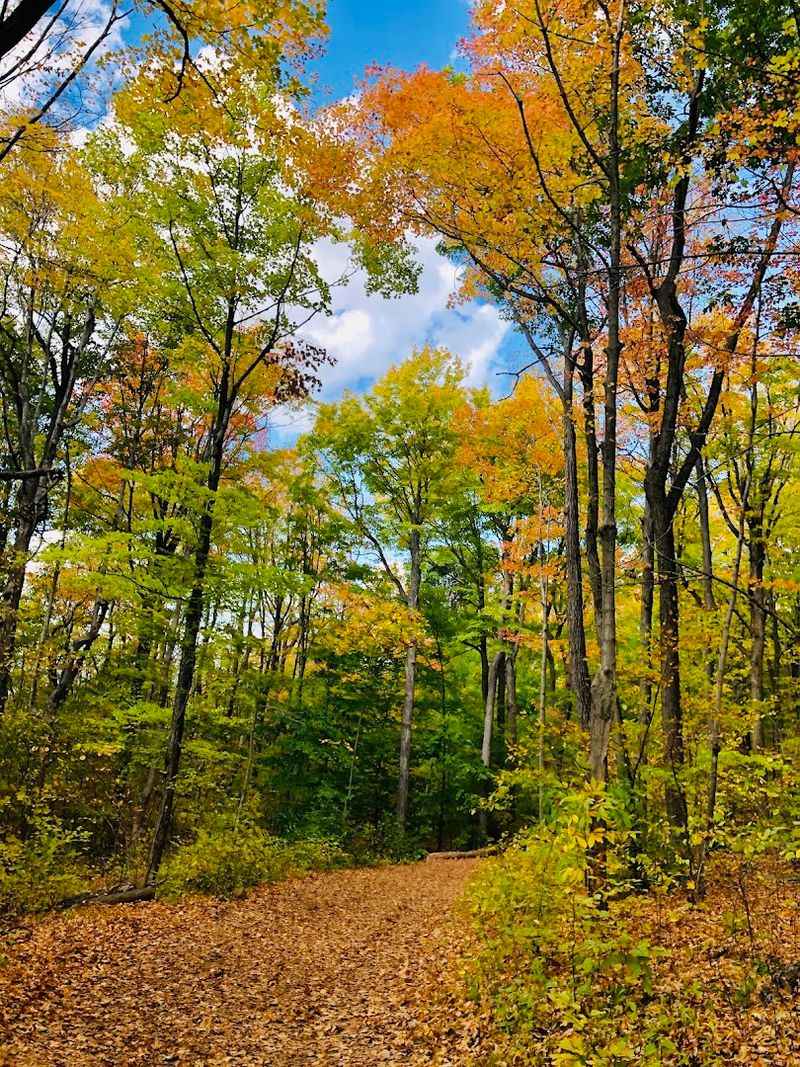 The Forest Canopy That Feels Like A Green Cathedral