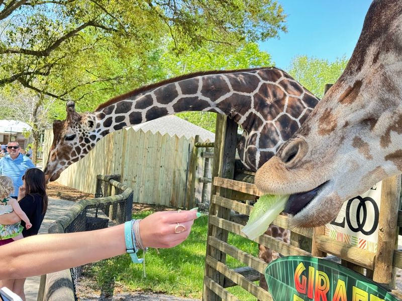 Getting up close with giraffes