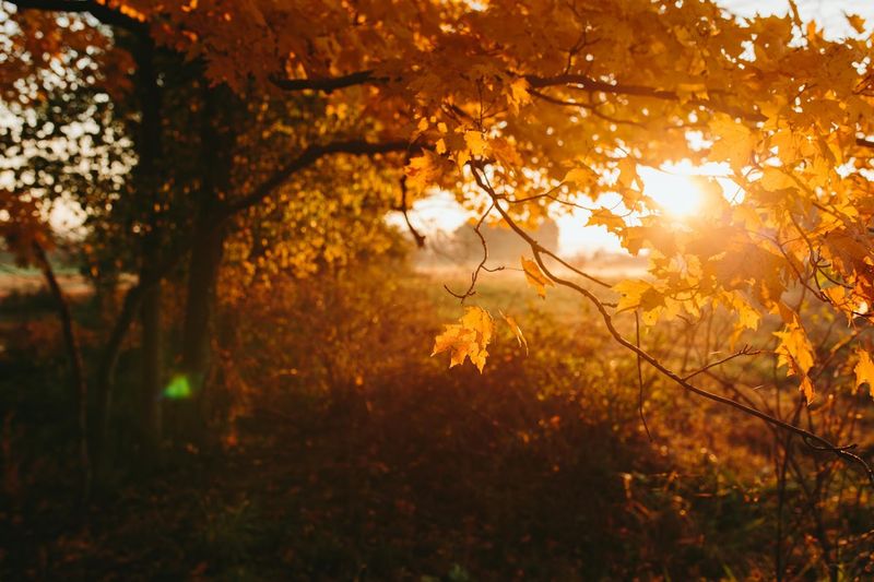 This Unassuming Kentucky Farm Is Quietly Leading A Revolution In American Agriculture - Decor Hint The Fall Festival And Halloween Events