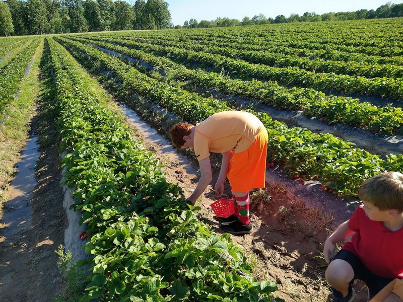 Why This Farm Keeps Bringing Families Back
