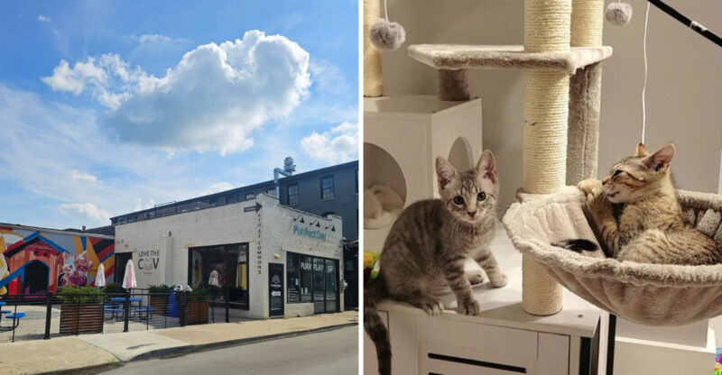 The Unique Kentucky Hangout Proving Cat-Themed Cafes Are Here To Stay