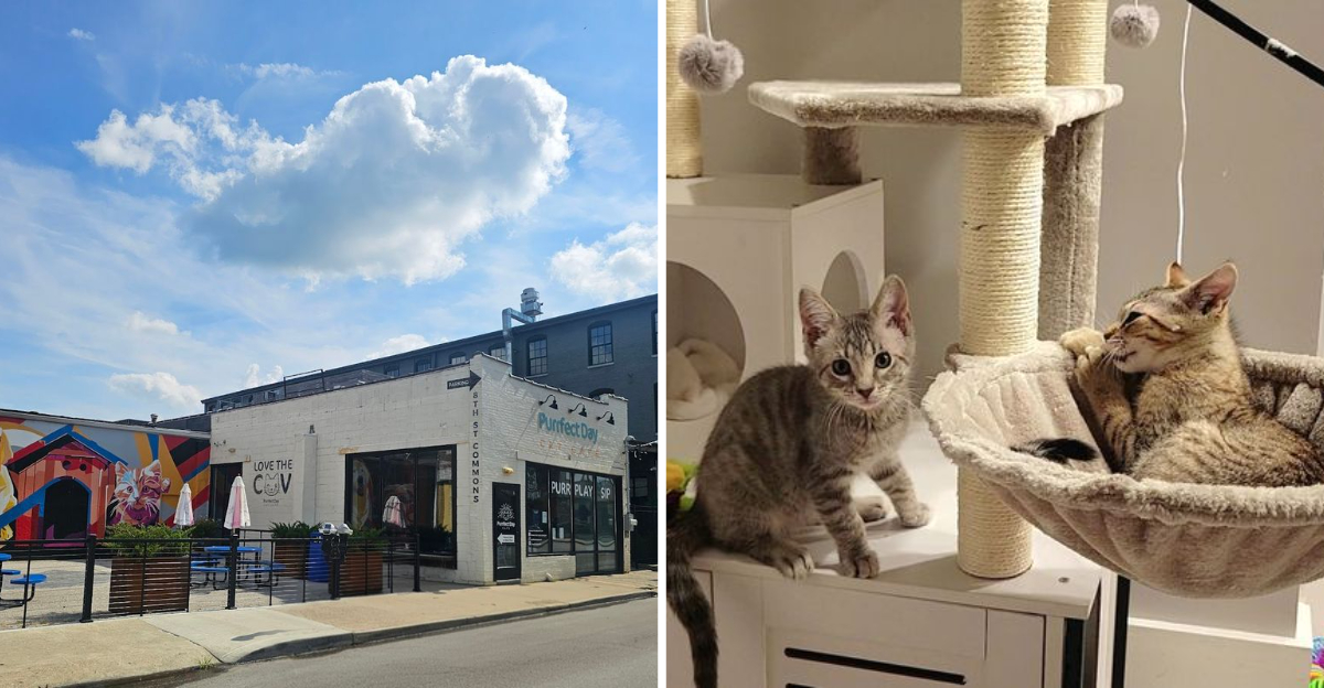 The Unique Kentucky Hangout Proving Cat Themed Cafes Are Here To Stay - Decor Hint