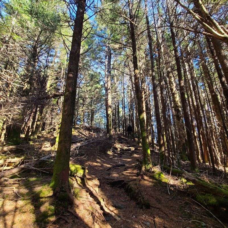 Nearby Trails Add A Deeper Forest Detour