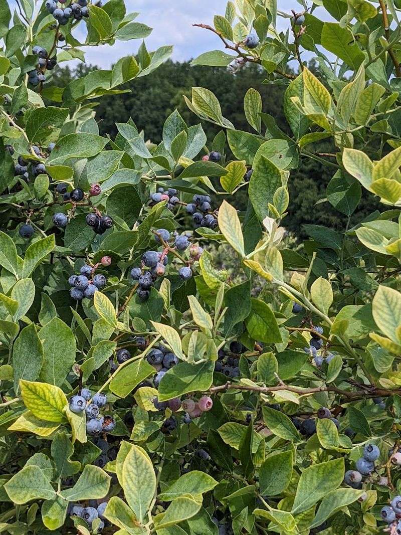 This Ramseur Orchard Makes Berry Picking Feel Like A Field Trip