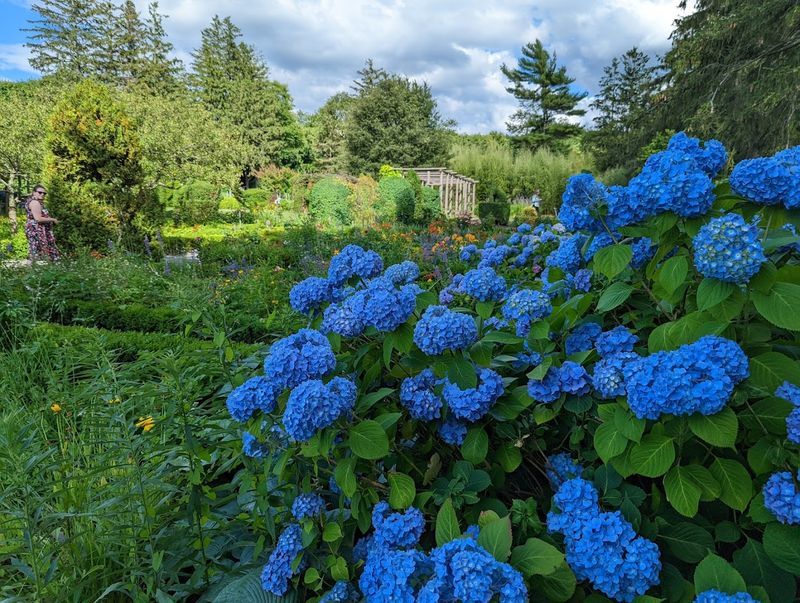 Flowers That Steal The Show