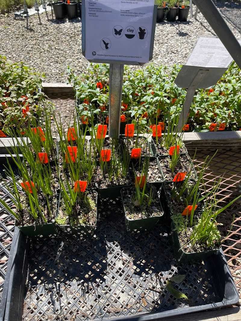 It Helps People Garden With A Sense Of Place