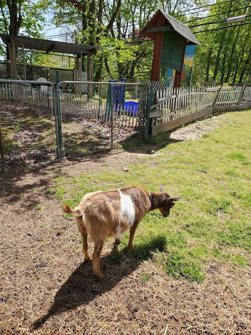 Goats Make The Visit Extra Fun