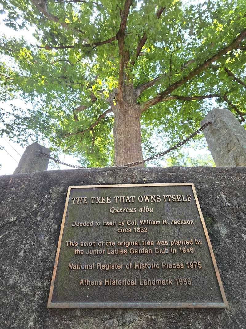 There Is An Ancient Tree In Georgia That Legally Owns Itself And The Ground Around It - Decor Hint A Story That Sounds Too Wild To Be True