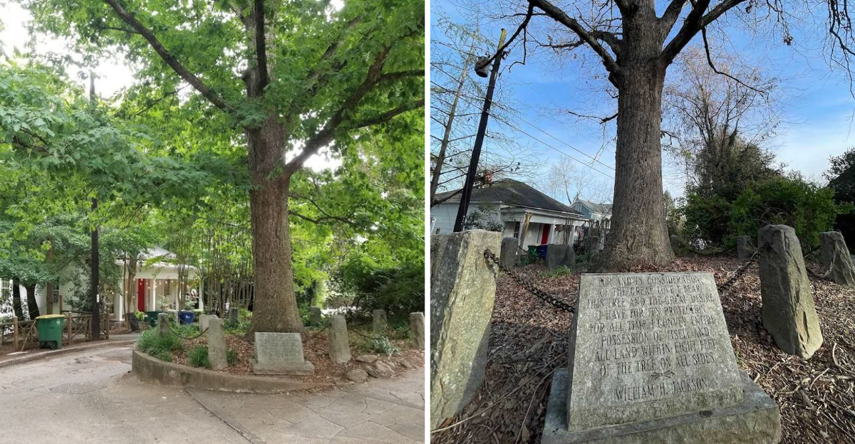 There Is An Ancient Tree In Georgia That Legally Owns Itself And The Ground Around It - Decor Hint
