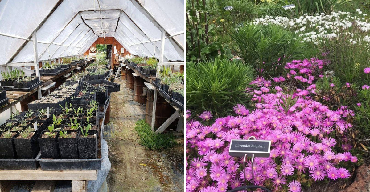 There Is An Idaho Nursery Where Native Plants Take Center Stage - Decor Hint