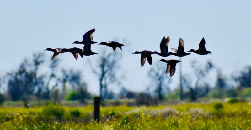 These 11 California Birdwatching Spots Feel Like Hidden Front-Row Seats To Nature