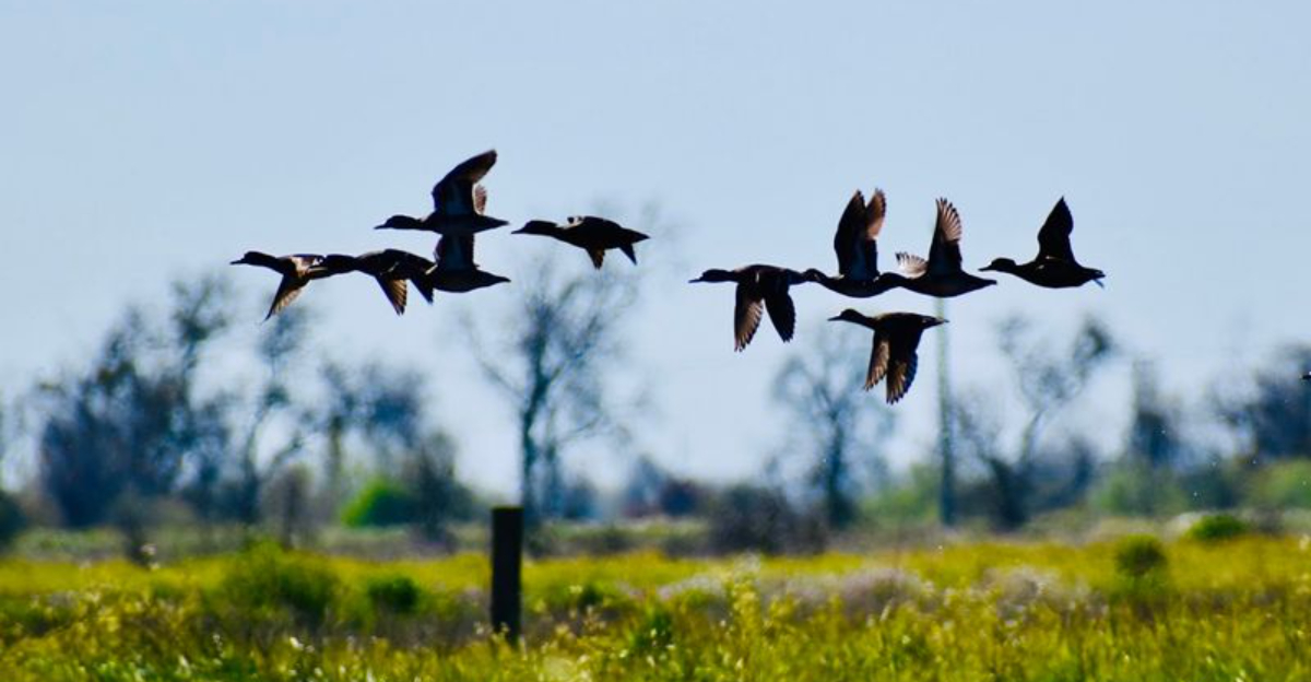 These 11 California Birdwatching Spots Feel Like Hidden Front Row Seats To Nature - Decor Hint