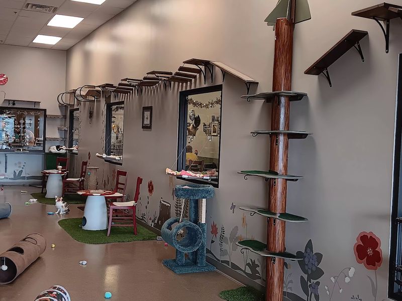 Black Forest Cat Café