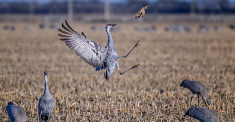 These 11 Nebraska Birdwatching Spots Feel Like Hidden Front-Row Seats To Nature
