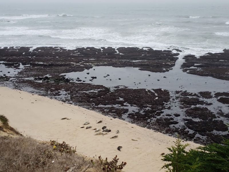 Fitzgerald Marine Reserve, Moss Beach