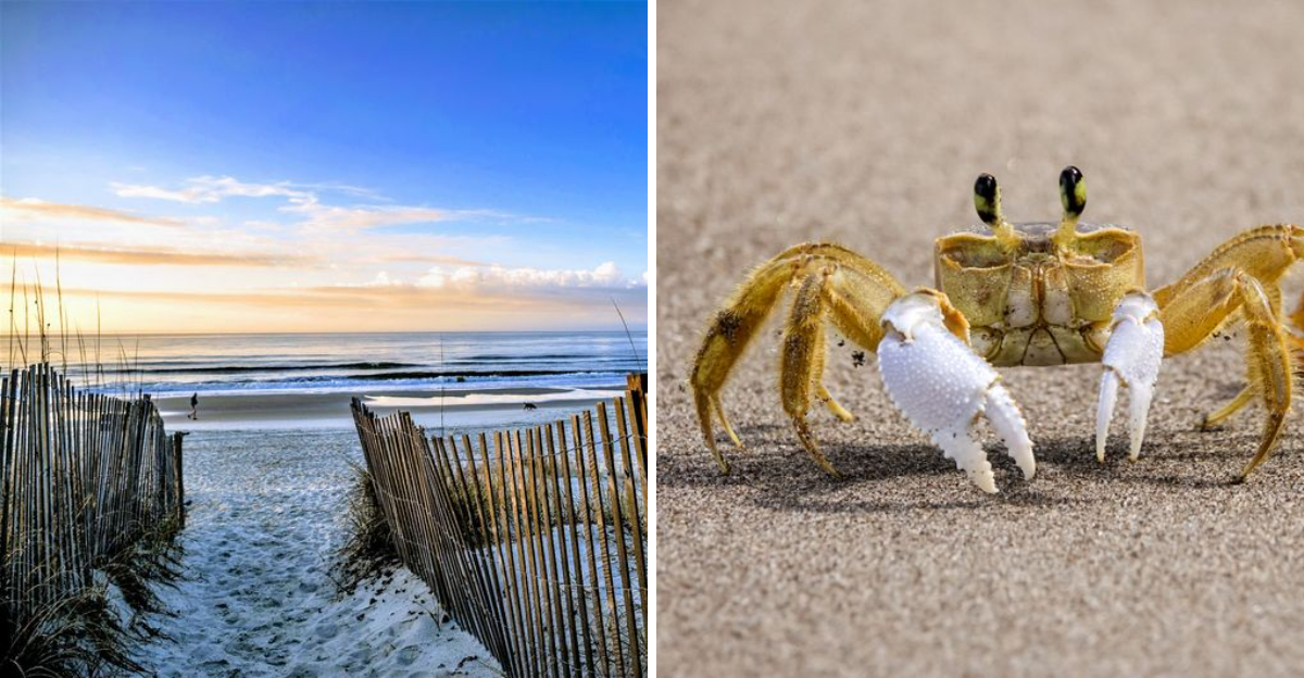 These 12 North Carolina Beaches Are Perfect For Spotting Ghost Crabs Turtle Markers And Nighttime Shoreline Surprises - Decor Hint