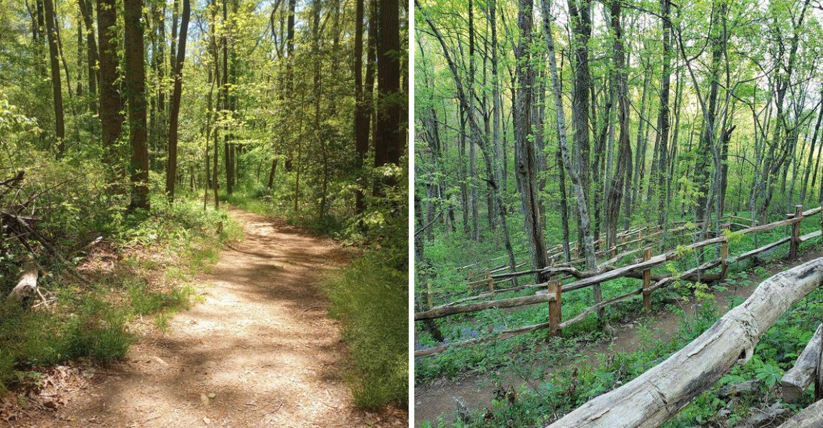 These 8 Hikes Are Less Than 30 Minutes From Downtown Asheville North Carolina And Most Locals Havent Done Them All - Decor Hint