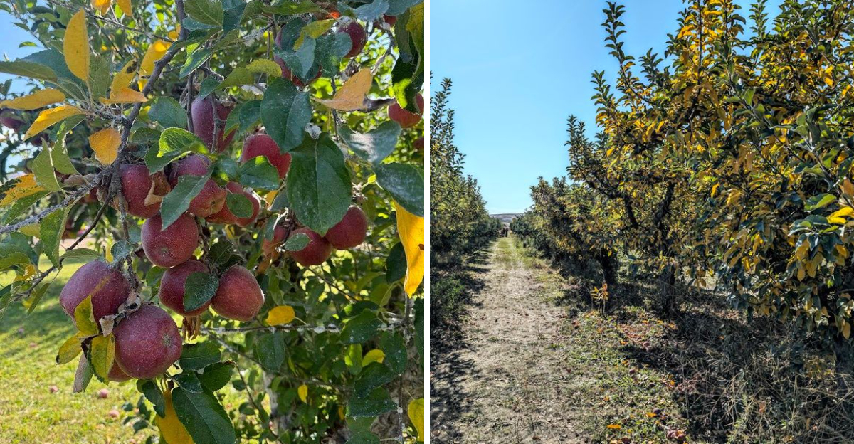 These 8 Idaho Orchard Stops Are Quietly Turning Apple Season Into A Sweet Day Trip - Decor Hint