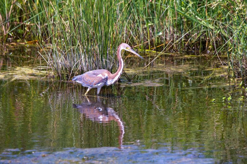 Pea Island National Wildlife Refuge