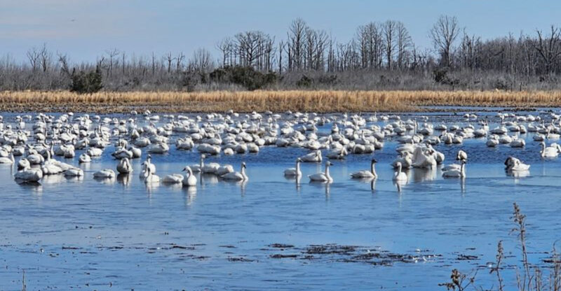 These 8 North Carolina Birdwatching Spots Feel Like Hidden Front-Row Seats To Nature