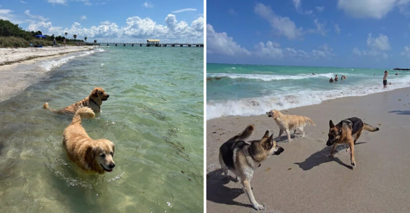 These Are 10 Dog-Friendly Beaches In Florida Every Pet Parent Should Have On Their List