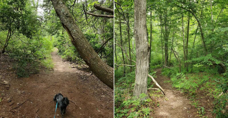These Peaceful Connecticut Loop Trails Feel Like A Hidden Woodland Escape