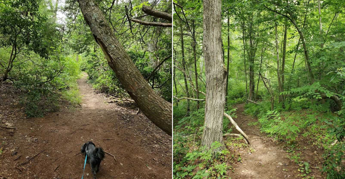 These Peaceful Connecticut Loop Trails Feel Like A Hidden Woodland Escape - Decor Hint