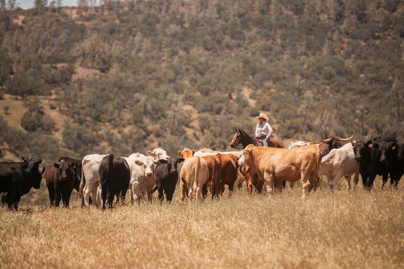 A Working Ranch, Not A Theme-Park Version Of The West