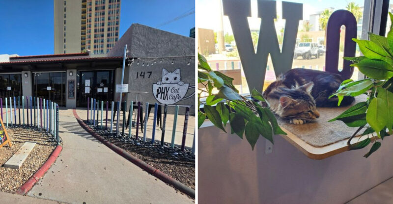 This Arizona Cat Café Lets You Sip Coffee While Making Furry New Friends