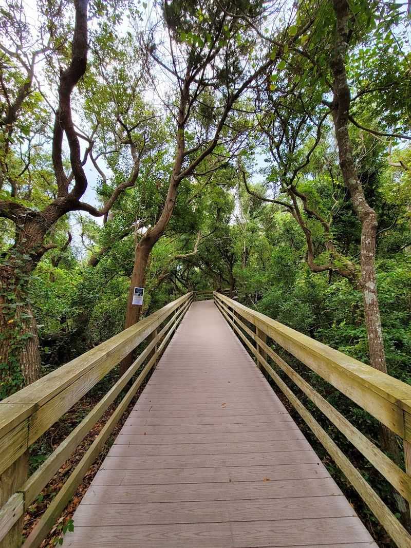 Maritime Forest Trails Add A Wilder Side To The Coast