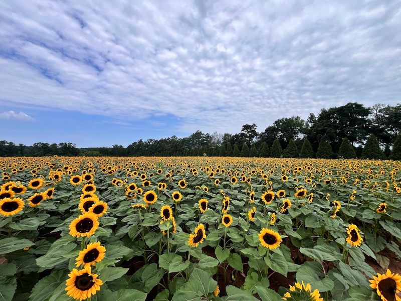 Thousands Of Blooming Sunflowers You Can Actually Pick
