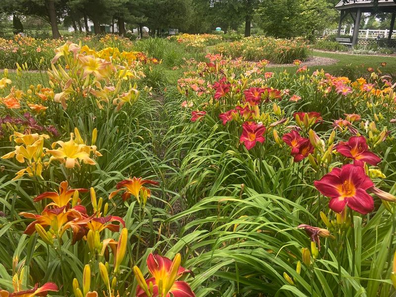Stunning Summer Color Displays That Stop You In Your Tracks