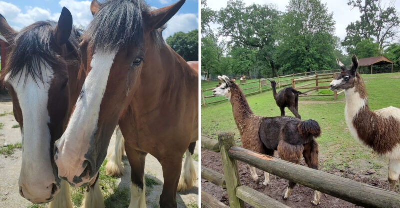 This Beloved Missouri Farm Lets You Get Up Close To Hundreds Of Animals