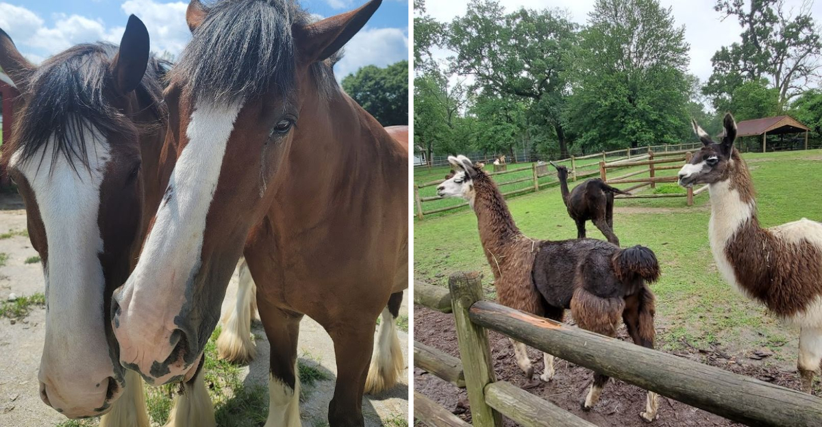 This Beloved Missouri Farm Lets You Get Up Close To Hundreds Of Animals - Decor Hint