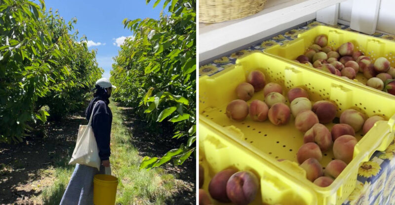 This California Farm Lets People Chase Fresh Summer Figs, Berries, And Orchard Fruit