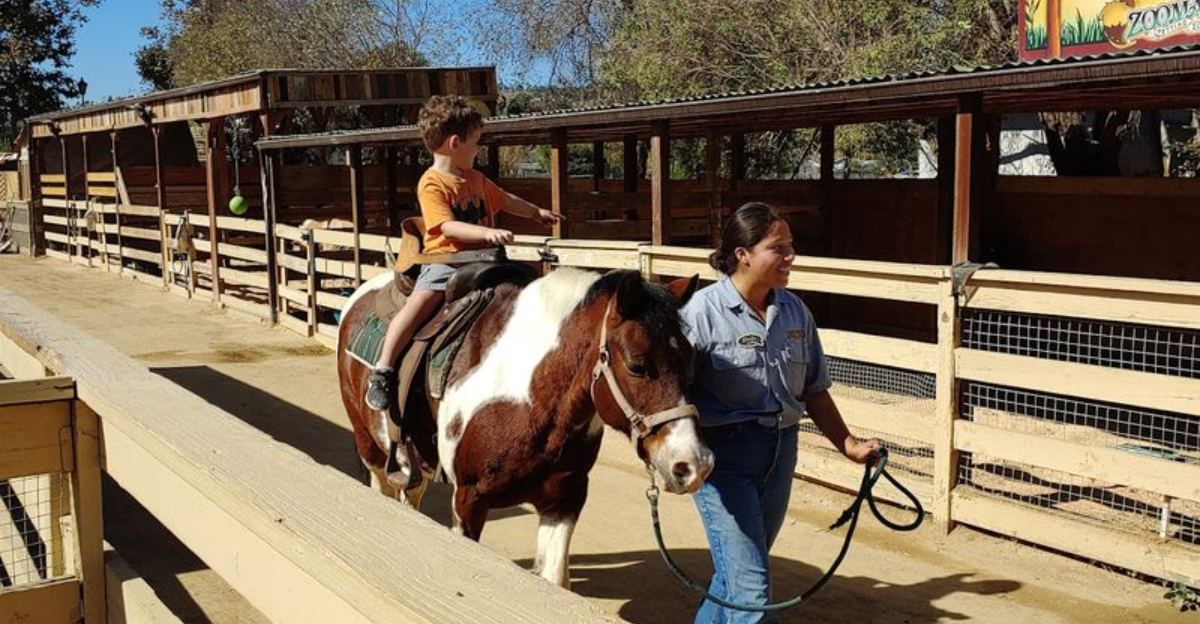 This California Petting Zoo Turns Simple Farm Visits Into Big Family Memories - Decor Hint