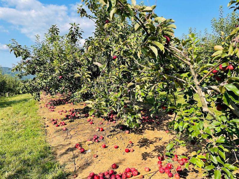 This Charming North Georgia Orchard Pairs You-Pick Fruit With Sweeping Mountain Views - Decor Hint You-Pick Apple Experience That Feels Like A Fall Tradition