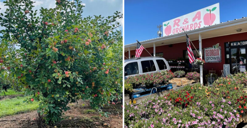 This Charming North Georgia Orchard Pairs You-Pick Fruit With Sweeping Mountain Views
