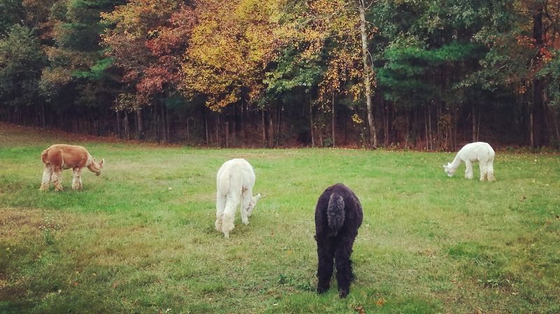 This Connecticut Alpaca Farm Is The Cozy Escape Locals Should Know About - Decor Hint A Quiet Voluntown Farm With Alpacas