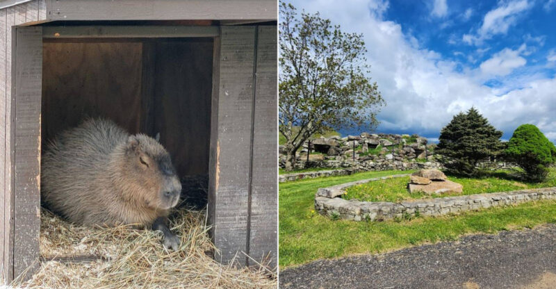 This Connecticut Animal Sanctuary Lets Visitors Meet Capybaras Face To Face