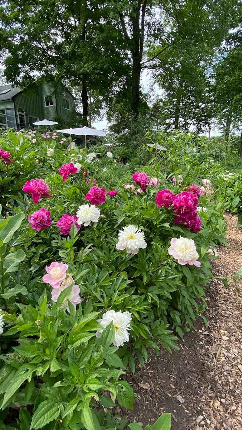 A Thomaston Garden Made For Peony Lovers
