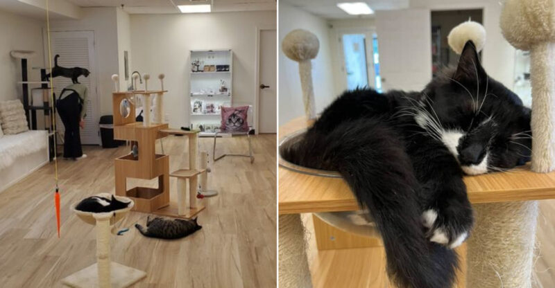 This Cozy Connecticut Cat Lounge Is The Purrfect Spot For Animal Lovers