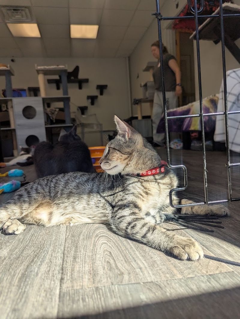 New Jersey's First Cat Cafe With A Real Purpose