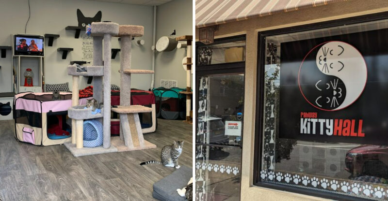This Cozy New Jersey Cat Lounge Offers A Quiet Escape With Plenty Of Feline Friends