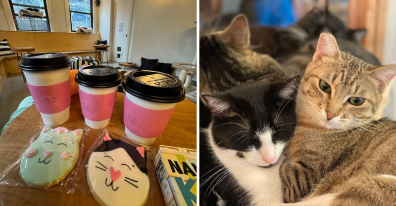 This Cozy Washington Cat Café Lets You Sip Coffee While Adoptable Cats Steal The Show