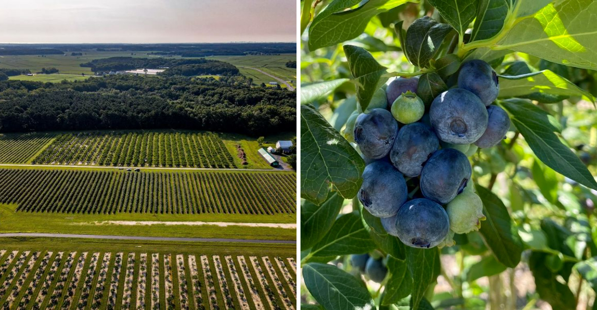 This Delaware Farm Lets You Pick Fresh Blueberries By The Pound - Decor Hint