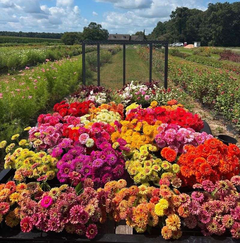 The Dahlia Rows That Will Make Your Jaw Drop
